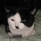 el.Gato