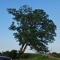 House Of Trees