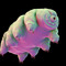 tardigrade