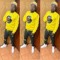 Davilmar Guy Wewe Bien Rapid