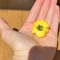 yellowbbird