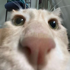 _GHSnguyen_