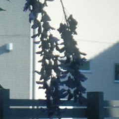 koheiom