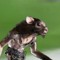 RAT MASTER