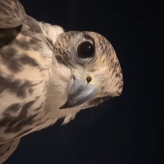 deema