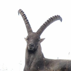 Uzzostruzzo
