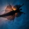 IndigoBellz (Izabella Wilmoth)