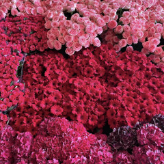 ⋆ ࣪.  SH  ⋆ ࣪.