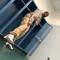 swavy