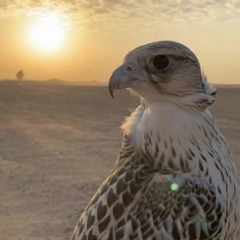 A✨🦅