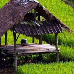 Nadia Van der Mescht