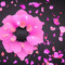 Petals