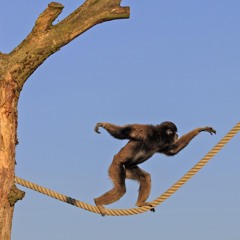 Flying Monkey