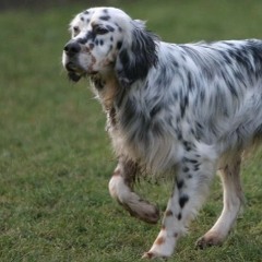 sawyer