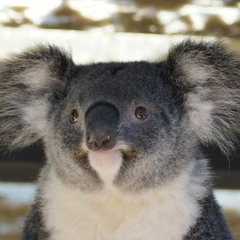 wonky_koala