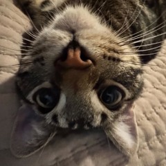 alexisッ