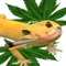 Gecko