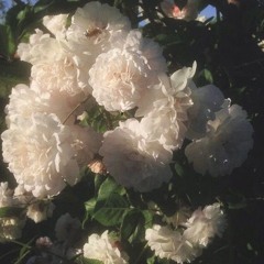 木村