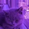 epiccat