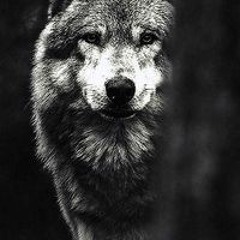 В'ячеслав Фурсенко