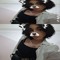 Shamim