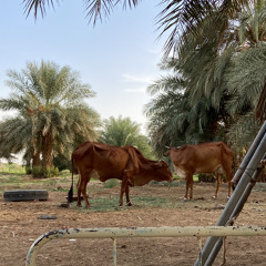 ‎⁨عشرة الايام - سميرة دنيا ⁩