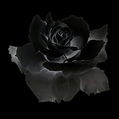 NOIRNOVEL || ARLEKIN MUSIC