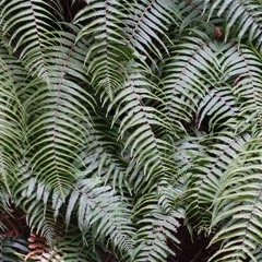 Leafy
