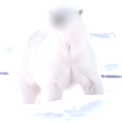 polar digital