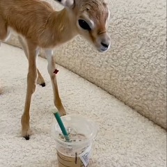 ميمي