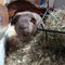 Lucy Twix 🐹🦚🐳🐬🦆🐐