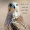 محمد مغدبي
