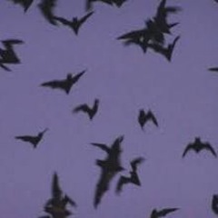 ⛥ 𝓕𝓵𝓸𝔃𝓪 ⛥