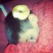 darmyo_official