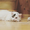 ぽちゃネコ