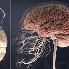 WURASENKE(大杉栄ひ)