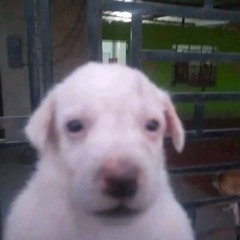 Jeison Jacobo