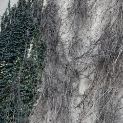 sapLing2