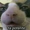 TaPotente