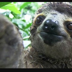 CraigRobbieFujimoto1975