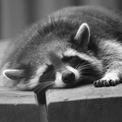 TrashyPanda
