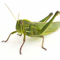 DJ Kanye North the Grasshopper