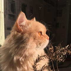 Aloud  Orangestar - 弾き語り Ver.燈火