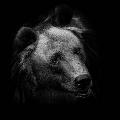 Bear Rezin