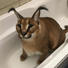 Camila🧚🏻‍♀️