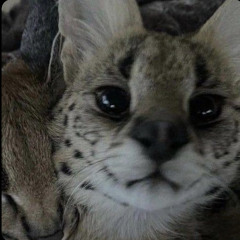 SUKIICAT