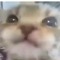 NOOTY