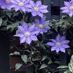 Flowerama Mama