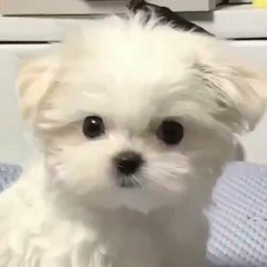 あなたと 緒にるのが好き