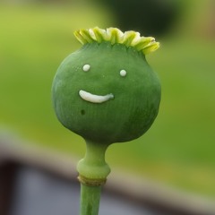 LudoKolman